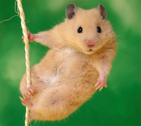 Hamster Photos, Download The BEST Free Hamster Stock。